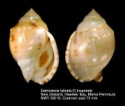 Semicassis labiata (f) insperata